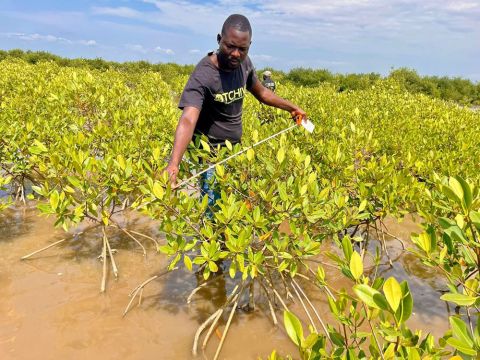 Otchiva- Protecção e Restauração dos Mangais em Angola: Monitoramento em  Ambriz